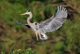 Great Blue Heronborder=